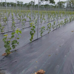 Bạt lót chống cỏ